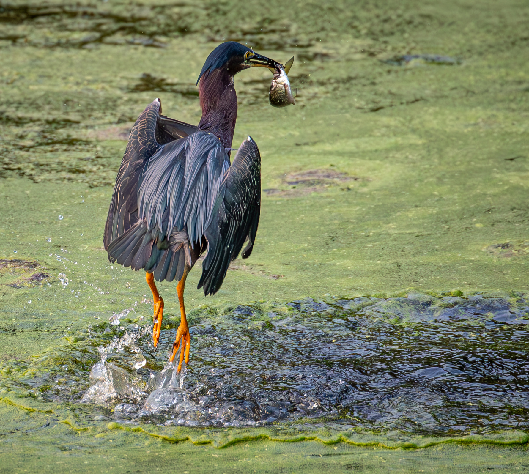 20250802-SaS-OpenHouse-2